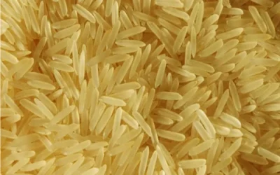 1509 Basmati